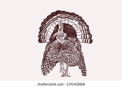 Graphical vintage illustration of turkey,retro sketch,thanksgiving day background