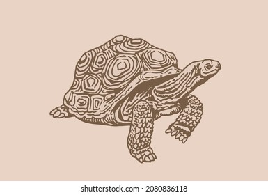 Graphical vintage illustration of turtle, sepia background, sealife animal
