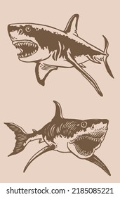Graphical vintage illustration, two  sharks on sepia background,vector elements , great white shark