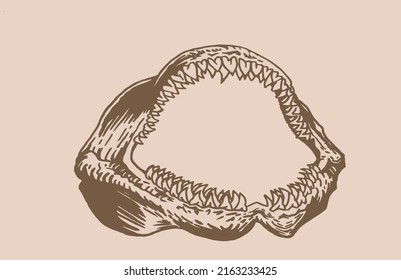 Graphical vintage jaw of shark , Megalodon jaw element.Vector sepia illustration