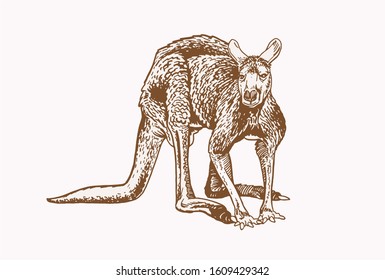 Graphical vintage kangaroo , vector illustration,Australian animal