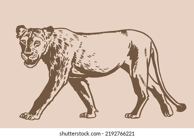Graphical vintage lioness walking , wild cat of Africa. Vector sepia illustration