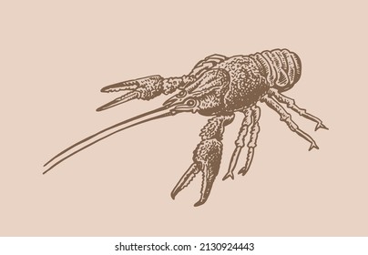 Graphical vintage lobster, sea-food on sepia background,vector illustration