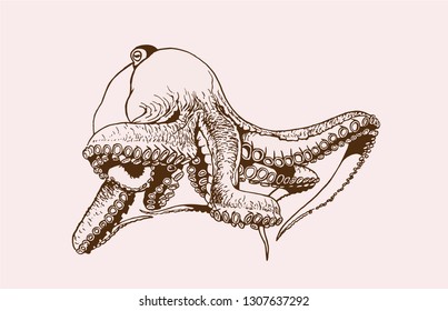 Graphical vintage octopus, vector retro sea-food illustration