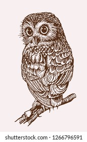 Graphical vintage owl sitting, vector ,sepia