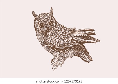 Graphical vintage owl , vector sketch for typography retro design ,night bird