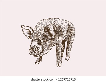 Graphical vintage pig ,sepia. Vector pork