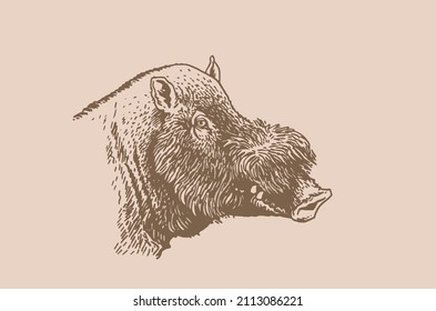 Graphical vintage portrait of african hog pig ,boar sepia illustration
