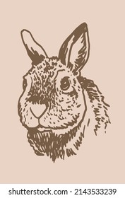 graphical vintage portrait of bunny , sepia background,easter bunny element