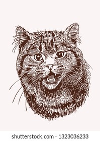 Graphical vintage portrait of domestic cat, vector sketch, sepia