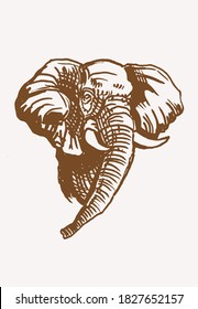 Graphical vintage portrait of elephant , sepia background, vector illustration