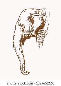 Graphical vintage portrait of elephant , sepia background, vector illustration