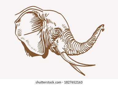 Graphical vintage portrait of elephant , sepia background, vector illustration