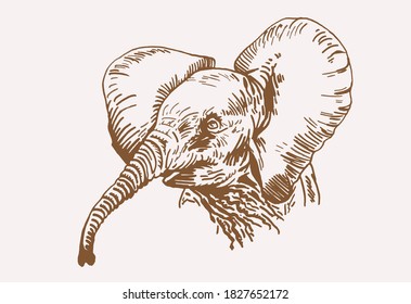 Graphical vintage portrait of elephant , sepia background, vector illustration