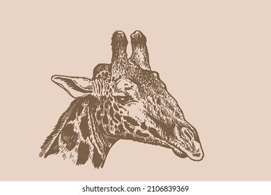 Graphical vintage portrait of giraffe ,sepia  background,vector illustration, Head of giraffe