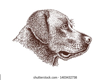 Graphical vintage portrait of labrador,vector illustration