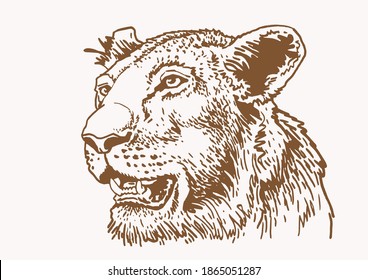 Graphical vintage portrait of lion, sepia illustration,vector