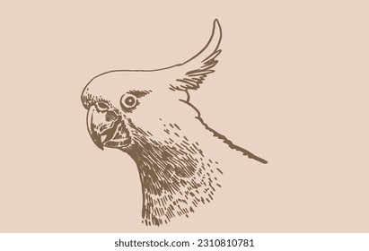 Graphical vintage portrait of parrot cockatoo ,vector element of bird.Ink pen parrot