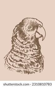 Graphical vintage portrait of parrot cockatoo ,vector element of bird.Ink pen parrot