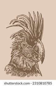 Graphical vintage portrait of parrot cockatoo ,vector element of bird.Ink pen parrot