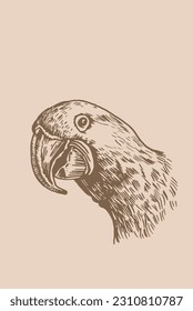 Graphical vintage portrait of parrot cockatoo ,vector element of bird.Ink pen parrot