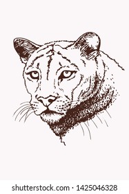 Graphical vintage portrait of puma,vector sepia illustration