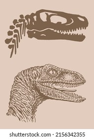 Graphical vintage portrait and skull of raptor , sepia background, vector illustration, dinosaur