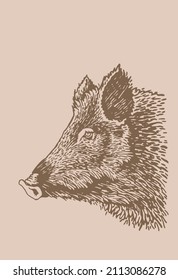 Graphical vintage portrait of wild hog pig ,boar sepia illustration