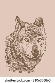 Graphical vintage  portrait of wolf , sepia background,vector illustration, Head of wolf