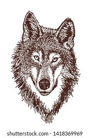 Graphical vintage portrait of wolf, vector retro illustration
