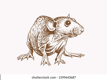 Graphical vintage rat, sepia illustration, astrological sign