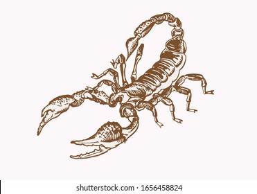 Graphical vintage scorpion ,sepia illustration, dangerous insect