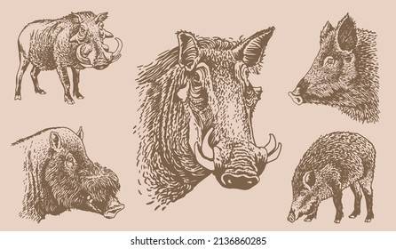 Graphical vintage set of  african wild hogs ,vector boars