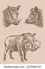 Graphical vintage set of  african wild hogs ,vector boars