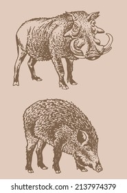 Graphical vintage set of  african wild hogs ,vector boars