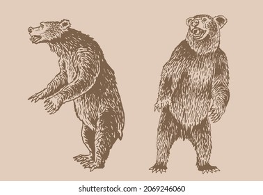 Graphical vintage set of bears , sepia background,vector illustration