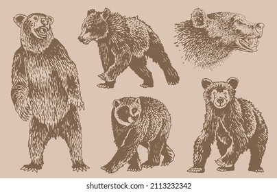 Graphical vintage  set of bears ,sepia background, vector elements of grizzly bear	