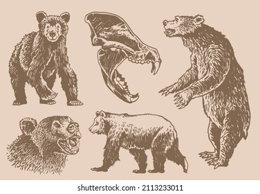 Graphical vintage  set of bears ,sepia background, vector elements of grizzly bear	