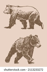 Graphical vintage  set of bears ,sepia background, vector elements of grizzly bear	