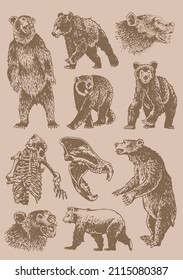 Graphical vintage set of bears ,sepia background, vector elements of grizzly bear 