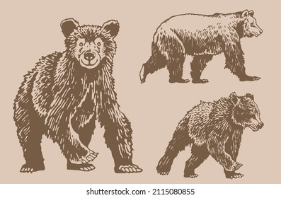 Graphical vintage set of bears ,sepia background, vector elements of grizzly bear 