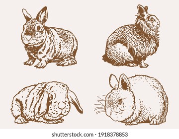 Graphical vintage set of bunnies , sepia background,vector illustration