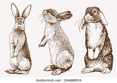 Graphical vintage set of bunnies ,vector retro illustration