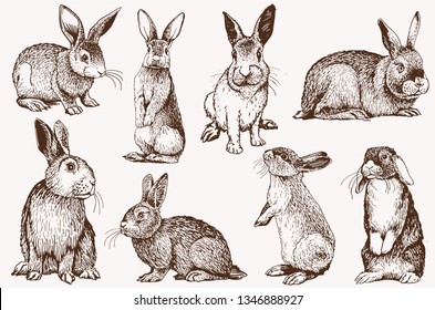 Graphical vintage set of bunnies ,vector retro illustration