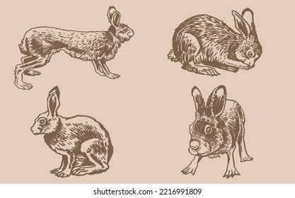 Graphical vintage set of bunnies ,vector sepia  illustration, Vector hares ,rabbits. Domestic and forest animals