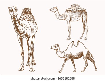Graphical vintage set of camels , sepia illustration