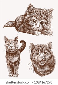 Graphical vintage set of cats, vector illustration