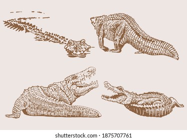 Graphical vintage set of crocodiles , sepia background