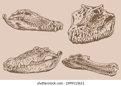 Graphical vintage set of crocodiles skulls ,sepia background,vector illustration