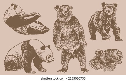 Graphical vintage set of cute hand-drawn bears , grizzly bear and panda vector elements. Bears for printing, typography ,design